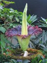 Titanwurz (Amorphophallus titanum)