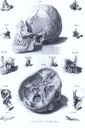 Georg Lichtensteger (1700–1781) nach Vorlagen von Nicolaus Friedrich Eisenberger (1707–1771), Skelett des menschlichen Schädels, vollschattierter Schwarzstich, 51x35,7 cm, 1740, Bildquelle: Trew, Christoph Jacob: Osteologie oder eigentliche Fürstellung und Beschreibung aller Beine eines erwachsenen Menschlichen Cörpers, Nürnberg 1740, Universitätsbibliothek Erlangen, Handschriftenabteilung, (http://www.ub.uni-erlangen.de/sammlungen/handschriften.shtm). 