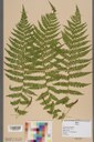 Herbarbeleg Athyrium filix-femina