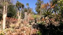 Blühende Wüstenlilie (Aloe Vera) in den Huntington Botanical Gardens