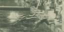 Start zum 200-m-Frauenbrustschwimmen IMG