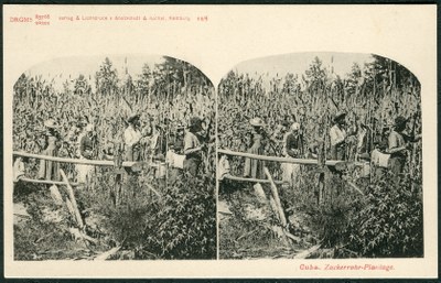 Sklaven auf einer Zuckerrohrplantage in Kuba