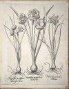 Narcissus, botanische Abbildung IMG