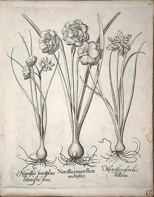 Narcissus, botanische Abbildung IMG