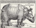 Albrecht Dürer: Rhinocerus 1515 IMG