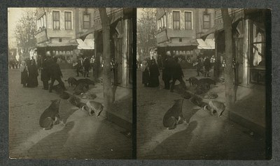Underwood & Underwood (Fotografen): Dogs choosing their sleeping quarters for the night – Constantinople, Schwarz-Weiß-Photographie, 1911; Bildquelle: Library of Congress Prints and Photographs Division, LC-DIG-ppmsca-05031, http://www.loc.gov/pictures/resource/ppmsca.05031/. Gemeinfrei.
