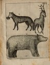 Friederich Martens, Animals IMG