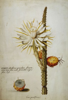 Cereus grandiflorus, Aquarell von Georg Dionysius Ehret IMG