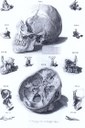 Skelett des menschlichen Schädels IMG